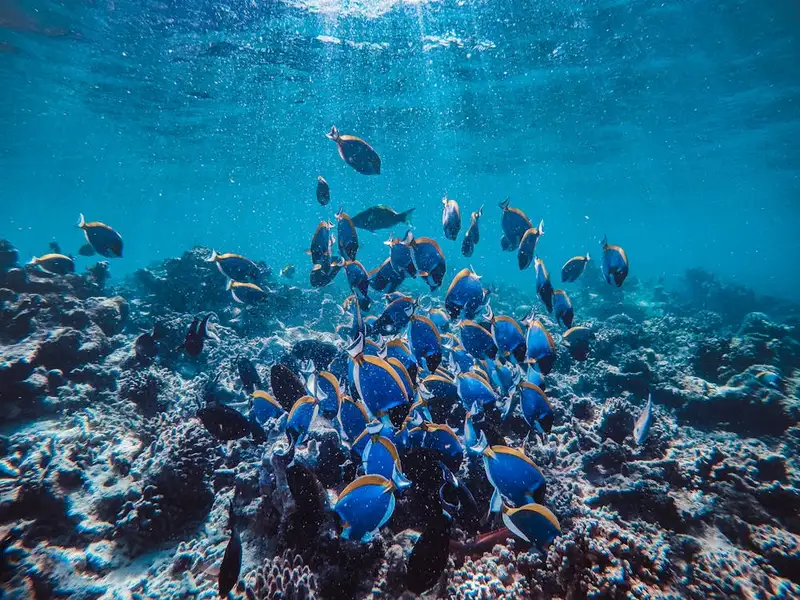 Tropical fish underwater